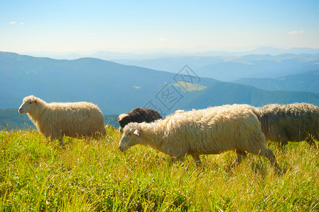 在山顶吃草的羊群喀尔巴阡山乌克兰图片