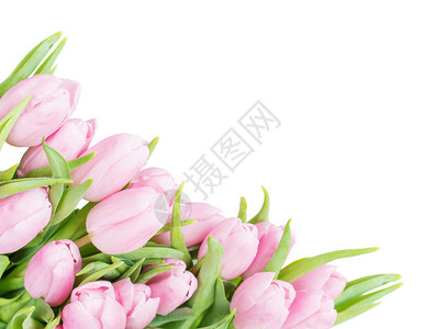 鲜的粉红郁金花束朵上面布满露水滴紧地贴着白色背景与隔绝图片