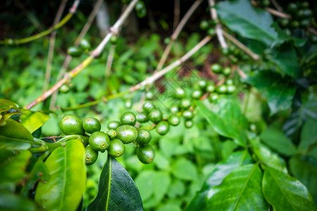 泰国清迈咖啡豆和植物特写泰国清迈咖啡豆特写图片