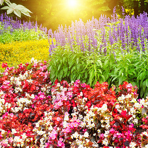 明亮的花园朵和阳光的美丽背景图片