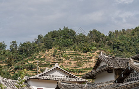 在Xiamen附近的usco遗产地点的Tulo周围的茶叶种植园图片