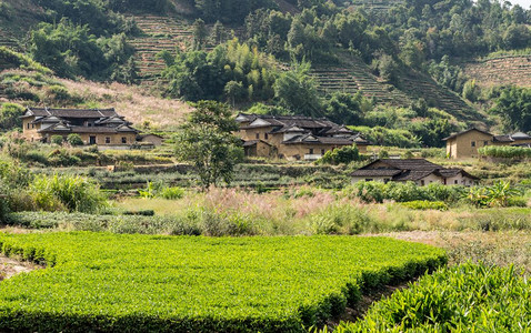 Xiamen附近的usco遗产地附近Tulo周围的茶叶种植园Huanesco世界遗产地的Hak社区图片