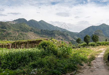 在Xiamen附近的usco遗产地点的Tulo周围的茶叶种植园在Huanesco世界遗产地点的Toul外的茶叶树丛图片