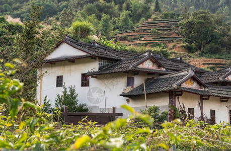 在Xiamen附近的usco遗产地点的Tulo周围的茶叶种植园图片