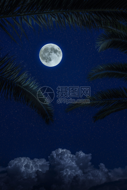 月亮和黑夜的云明亮棕榈叶月光背景深蓝色图片