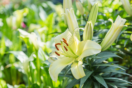 美丽的百合花图片