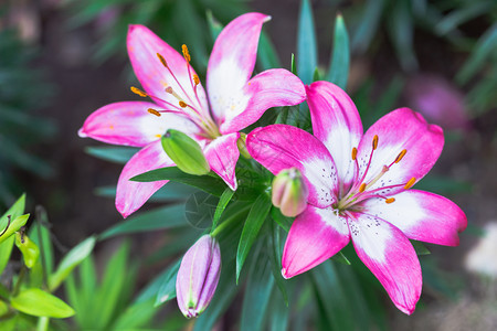 鲜艳的百合花图片