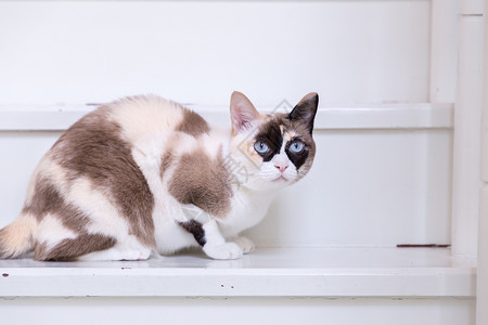 蓝眼睛的猫在楼梯上看着镜头图片