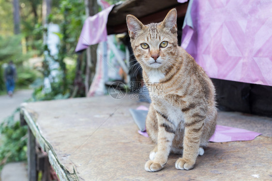 坐在木板上的黄猫看着镜头图片