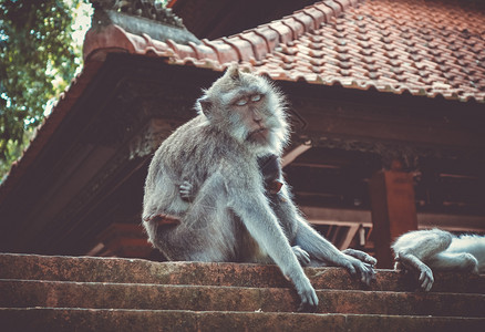 在神圣的猴子森林寺院屋顶上猴子乌布德巴利印地安尼西亚在猴子森林的寺院屋顶上猴子印地安尼西亚图片