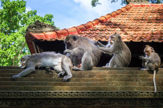 在神圣的猴子森林寺院屋顶上猴子乌布德巴利印地安尼西亚在猴子森林的寺院屋顶上猴子印地安尼西亚图片