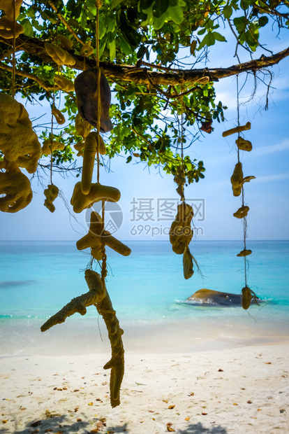 珊瑚挂在海龟保护区滩远冬群岛长马来西亚海龟滩特亨加努岛马来西亚图片