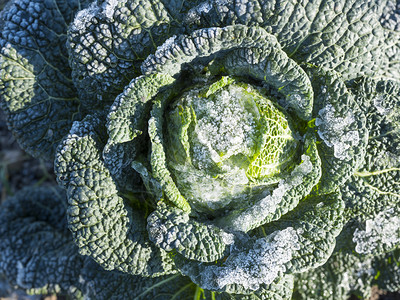 关闭绿菜卷心在花园里结冰图片