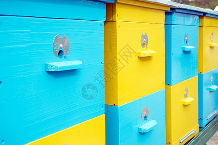 彩色黄蜂和蓝蜜的巢穴相连邻在养蜂场蜜院群通常在人造的蜂窝中图片