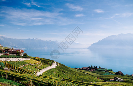 拉沃葡萄园梯田Swezrland在Vvey和Montreux附近的cbrs村的chxbrs村的宽阔绿葡萄园梯田背景著名的葡萄园和酒胜地有湖原和背景