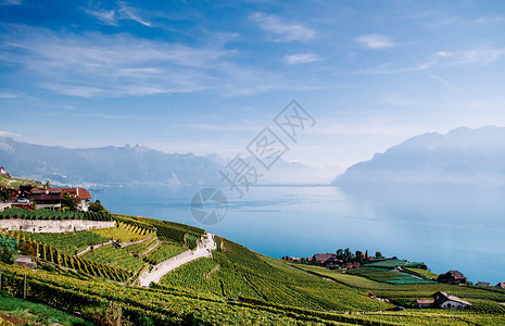 Swezrland在Vvey和Montreux附近的cbrs村的chxbrs村的宽阔绿葡萄园梯田背景著名的葡萄园和酒胜地有湖原和图片