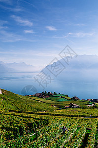 Swezrland在Vvey和Montreux附近的cbrs村的chxbrs村的宽阔绿葡萄园梯田背景著名的葡萄园和酒胜地有湖原和图片