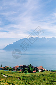 Swezrland在Vvey和Montreux附近的cbrs村的chxbrs村的宽阔绿葡萄园梯田背景著名的葡萄园和酒胜地有湖原和图片