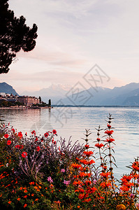 蒙特勒瑞士以美丽的花丛和swialp视图在基因湖中编舞图片