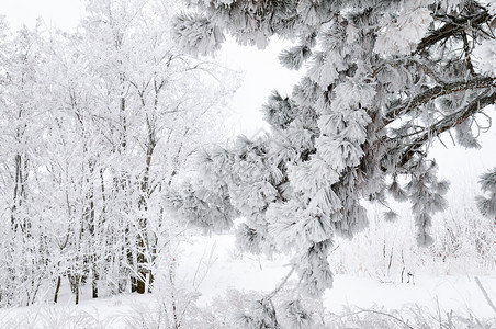 冬季森林雪中的美景和丽的圆场景图片