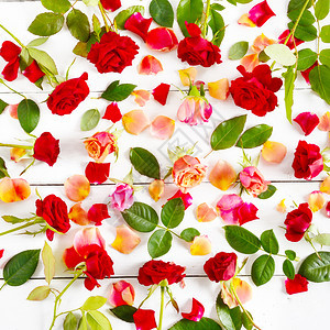 花朵的构成白背景上的红玫瑰平坦躺下顶端视图东边和春季贺卡图片