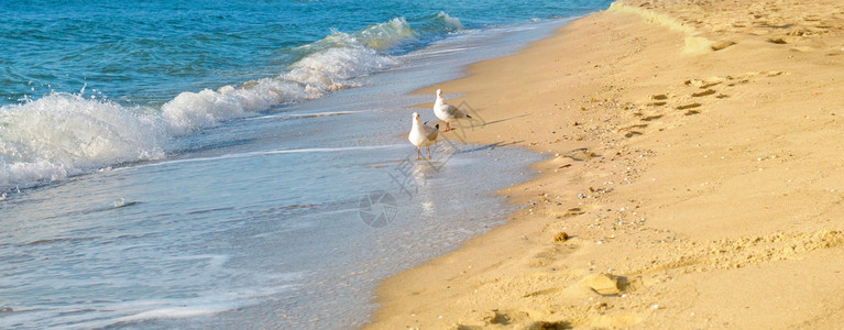 沙滩海鸥和美丽的景宽广照片图片