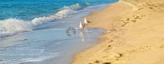 沙滩海鸥和美丽的景宽广照片图片
