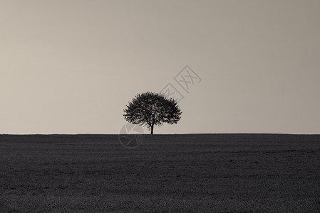 日出时一棵树在空草地中间的单色图像背景图片