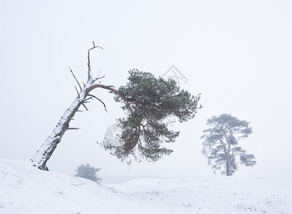 松树在冬季的森林景观中存活下来这些林地靠近泽西人和内地的提利支人图片