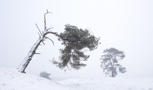 松树在冬季的森林景观中存活下来这些林地靠近泽西人和内地的提利支人图片