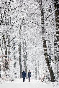 在奥斯特利茨和附近边远的无地带在小雪林中行走图片