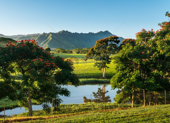 在Kaui童话故事风景上可以看到naPli山脉的花朵图片