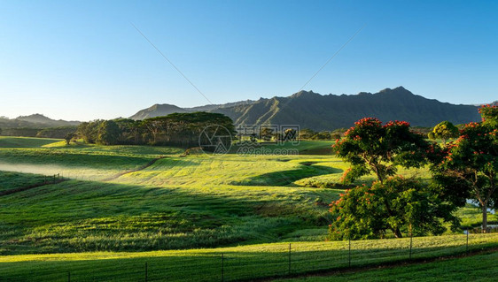 在Kaui童话故事风景上可以看到naPli山脉的花朵图片