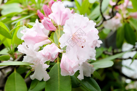 在日本的桃子树杏花儿关闭粉红色的花儿图片