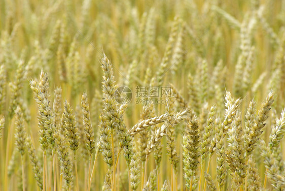 夏季末小麦田地完全成熟图片