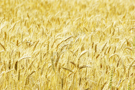 夏季末小麦田地完全成熟图片