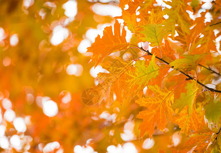 秋天黄色叶子背景图片
