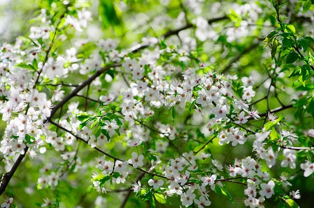 带白花的春枝图片