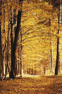 穿越秋季森林的通道图片