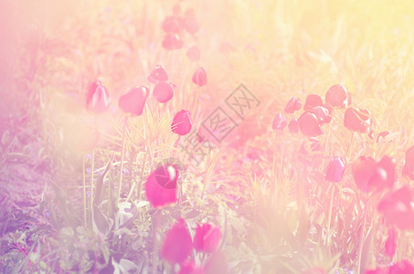 花园里的郁金香图片