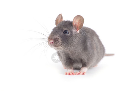 白色背景上孤立的滑鼠特写老图片素材