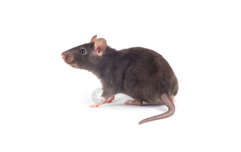 白色背景上孤立的滑鼠特写老图片素材