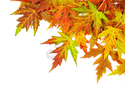 秋季的叶带有文本的复制空间图片