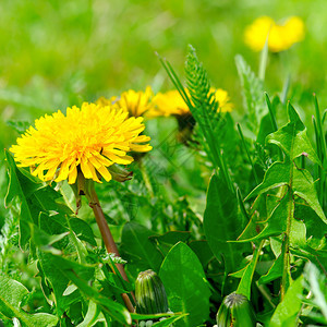 绿色草原上的黄春花朵明亮的阳光媚一天图片