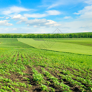 绿地和蓝天空农业景观图片