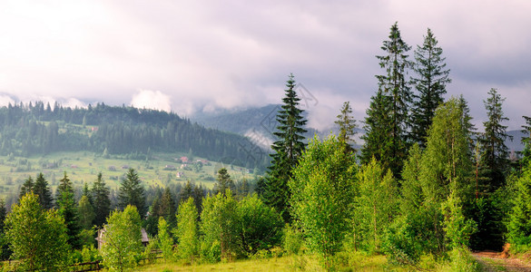 山坡隐形树和夜空云层位置是喀尔巴阡乌黑欧洲生态保护概念图片