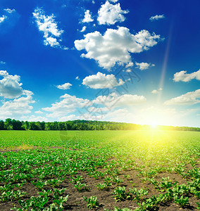 绿甜菜田和蓝天的太阳图片