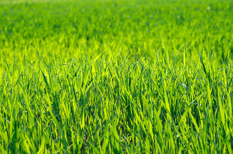 来自田野的绿色草质图片素材