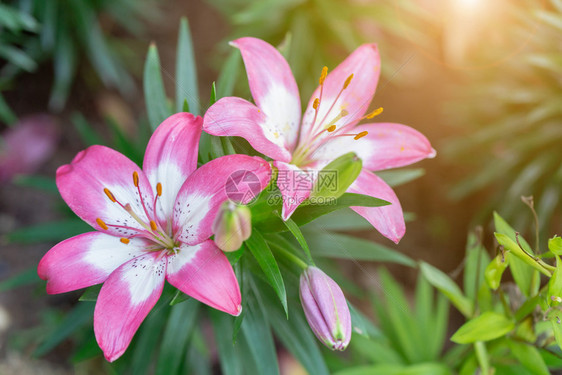 美丽的的百合花图片