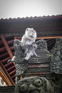 在神圣的猴子森林寺院屋顶上猴子乌布德巴利印地安尼西亚在猴子森林的寺院屋顶上猴子印地安尼西亚图片